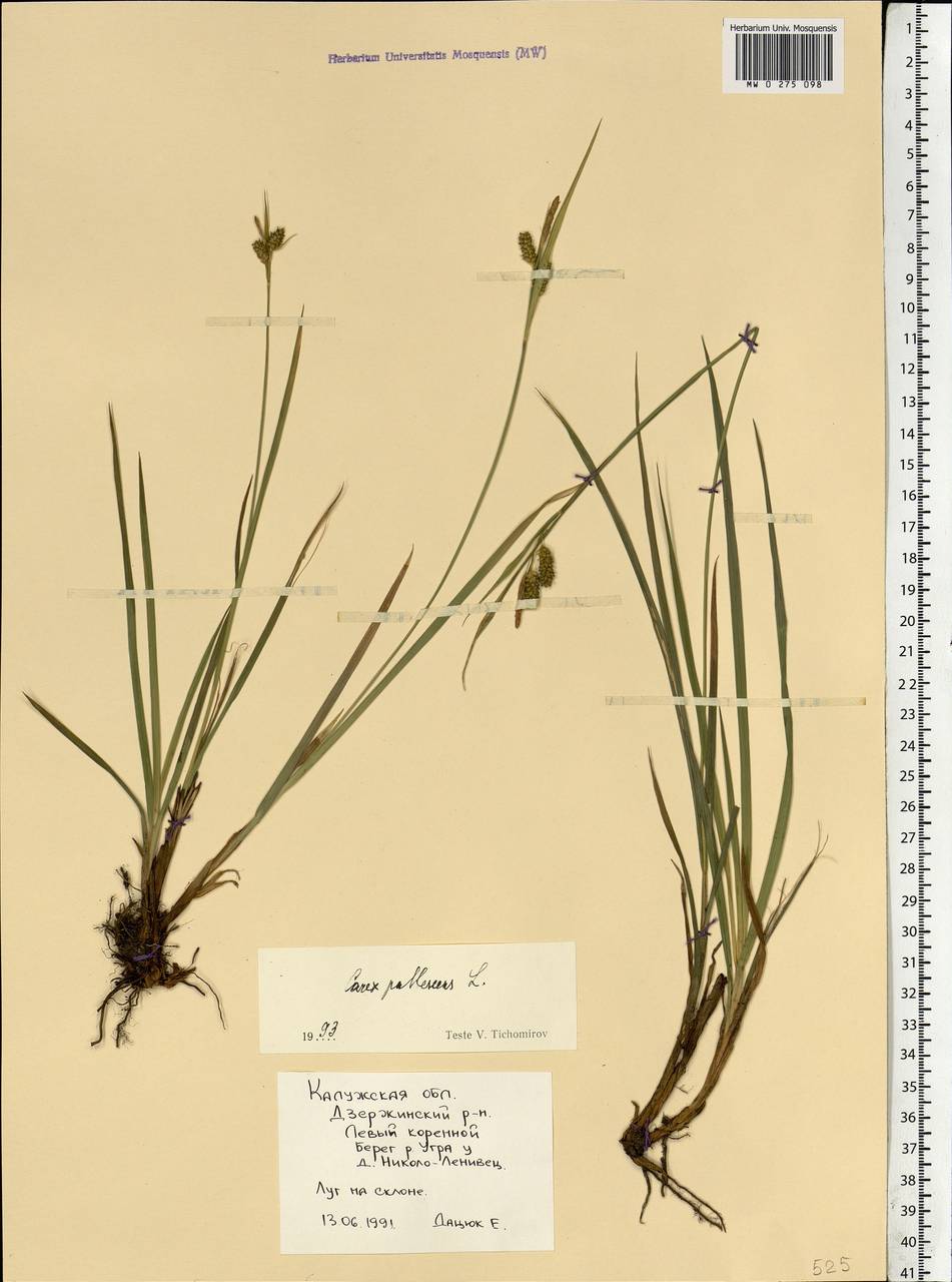 Carex pallescens L., Eastern Europe, Central region (E4) (Russia)