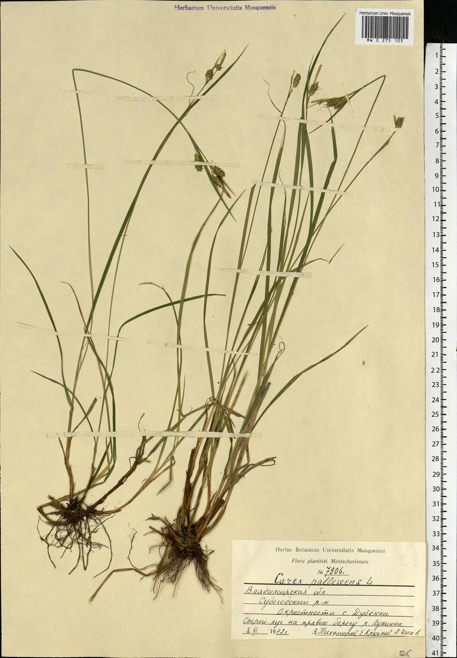 Carex pallescens L., Eastern Europe, Central region (E4) (Russia)