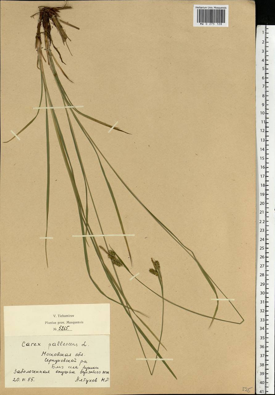 Carex pallescens L., Eastern Europe, Moscow region (E4a) (Russia)