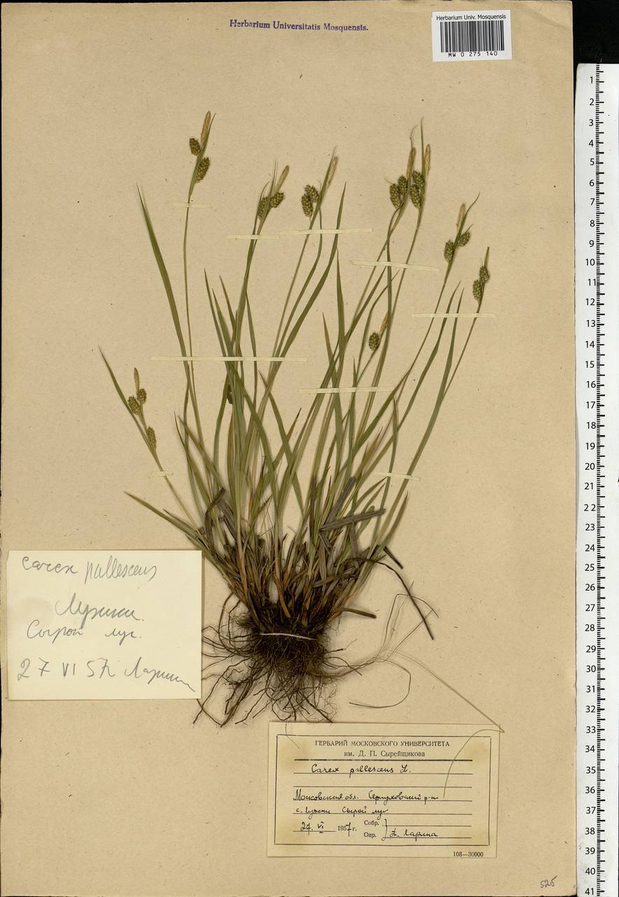 Carex pallescens L., Eastern Europe, Moscow region (E4a) (Russia)