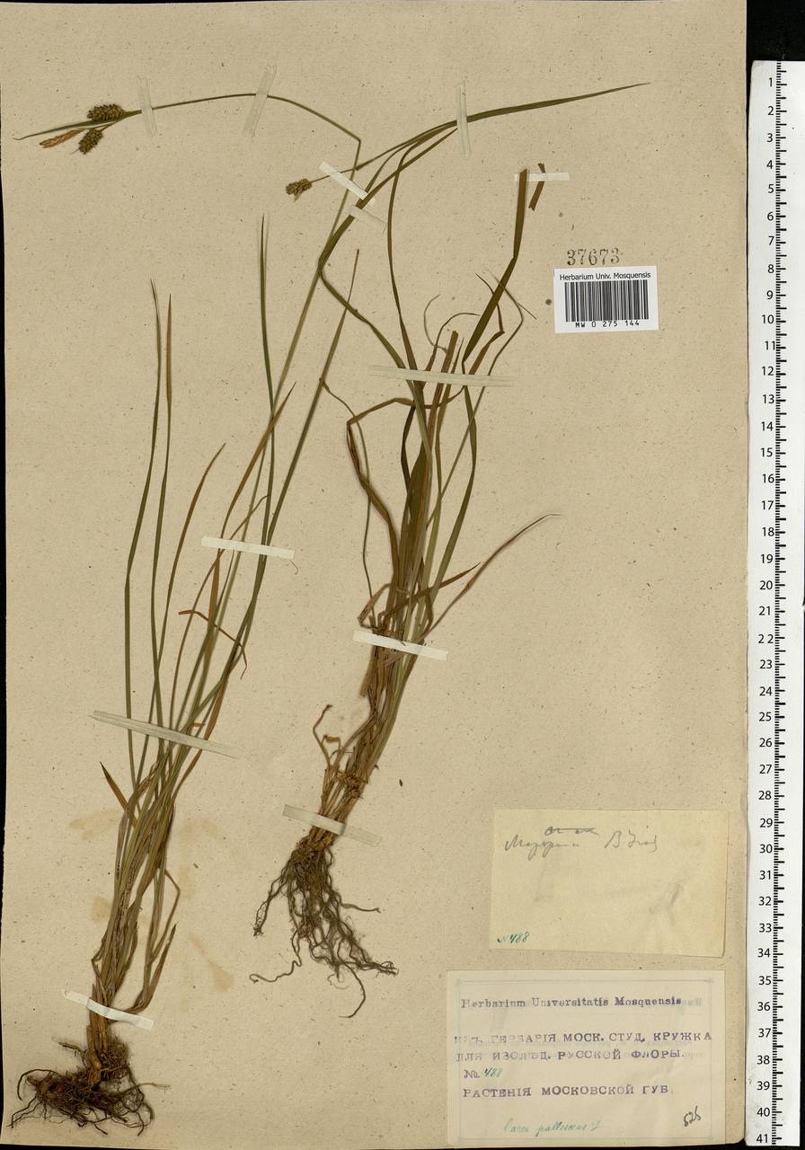 Carex pallescens L., Eastern Europe, Moscow region (E4a) (Russia)