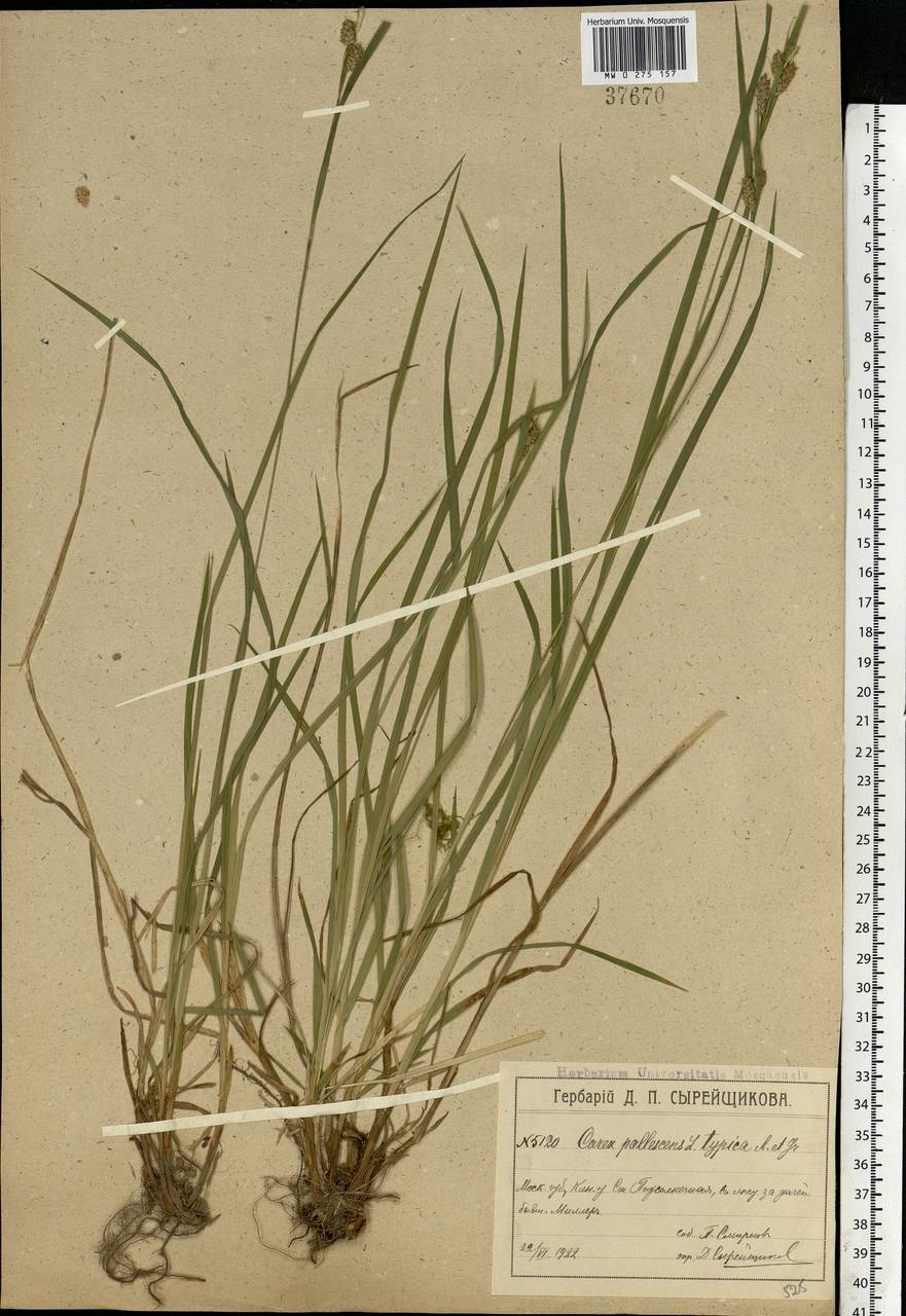 Carex pallescens L., Eastern Europe, Moscow region (E4a) (Russia)