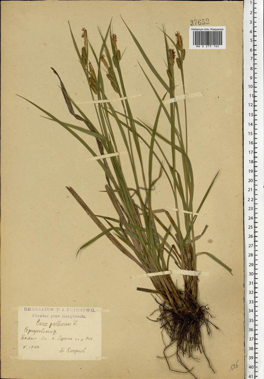 Carex pallescens L., Eastern Europe, Moscow region (E4a) (Russia)