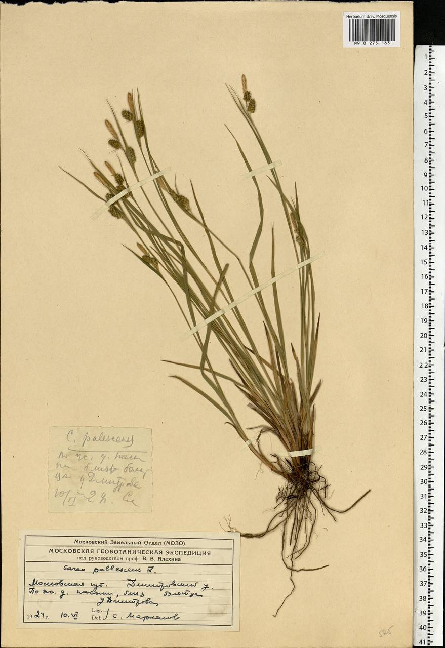 Carex pallescens L., Eastern Europe, Moscow region (E4a) (Russia)