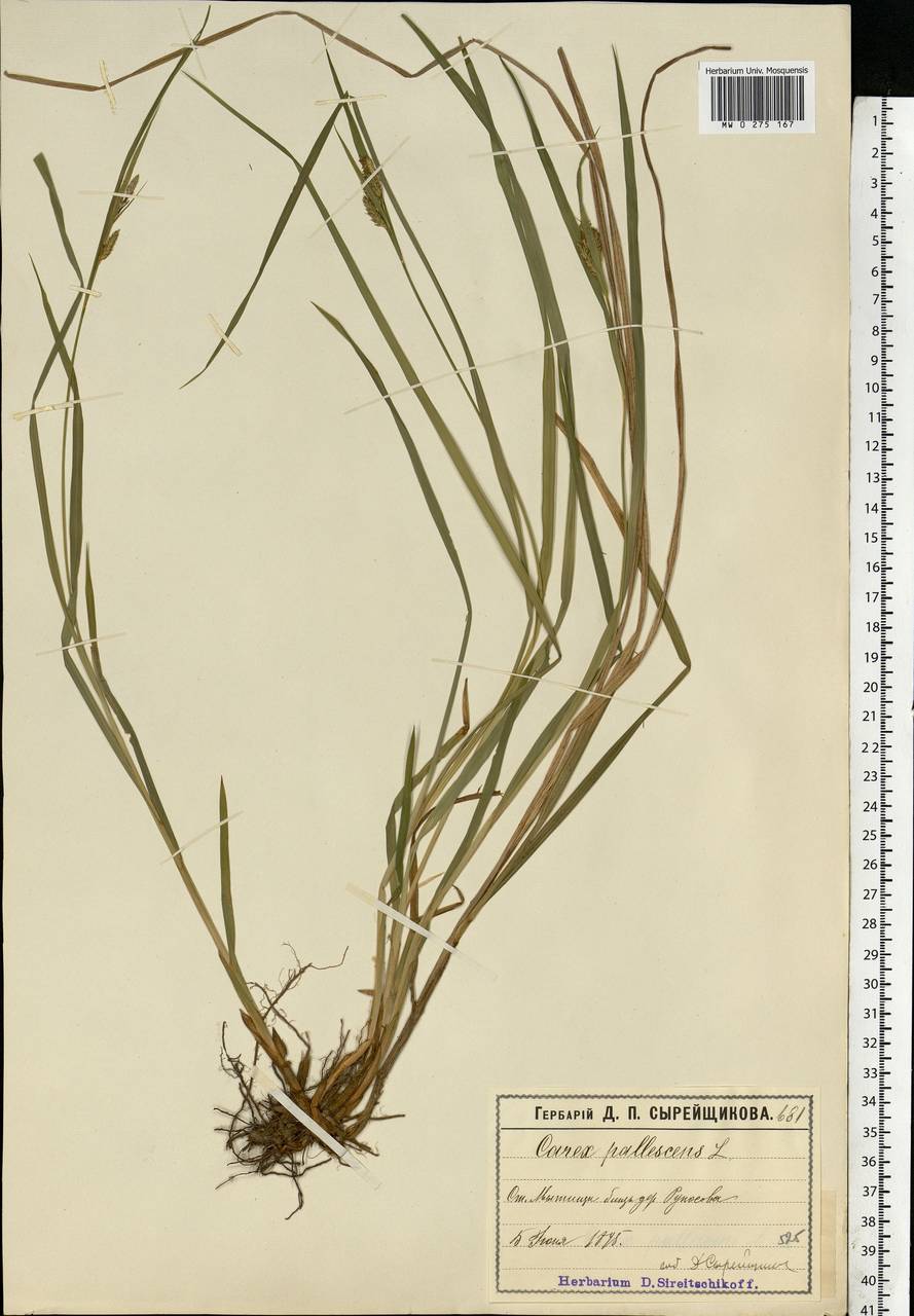 Carex pallescens L., Eastern Europe, Moscow region (E4a) (Russia)