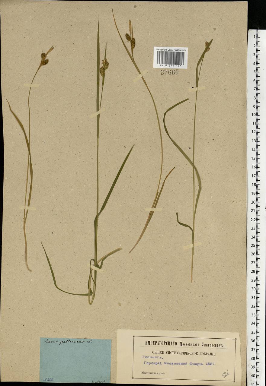 Carex pallescens L., Eastern Europe, Moscow region (E4a) (Russia)