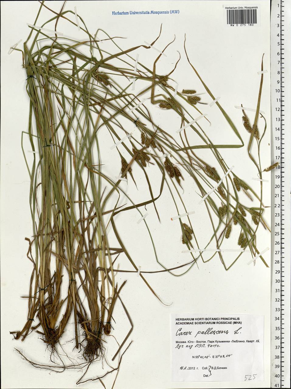 Carex pallescens L., Eastern Europe, Moscow region (E4a) (Russia)