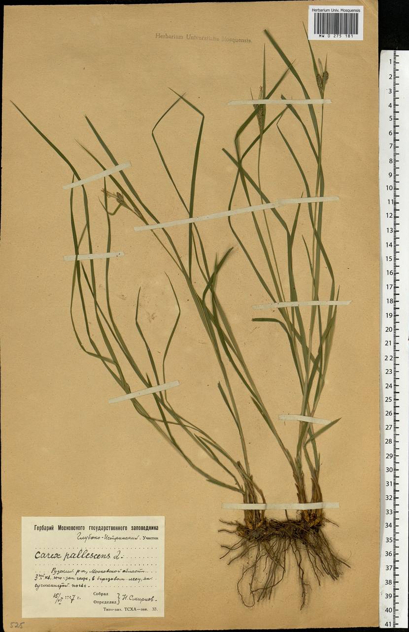 Carex pallescens L., Eastern Europe, Moscow region (E4a) (Russia)