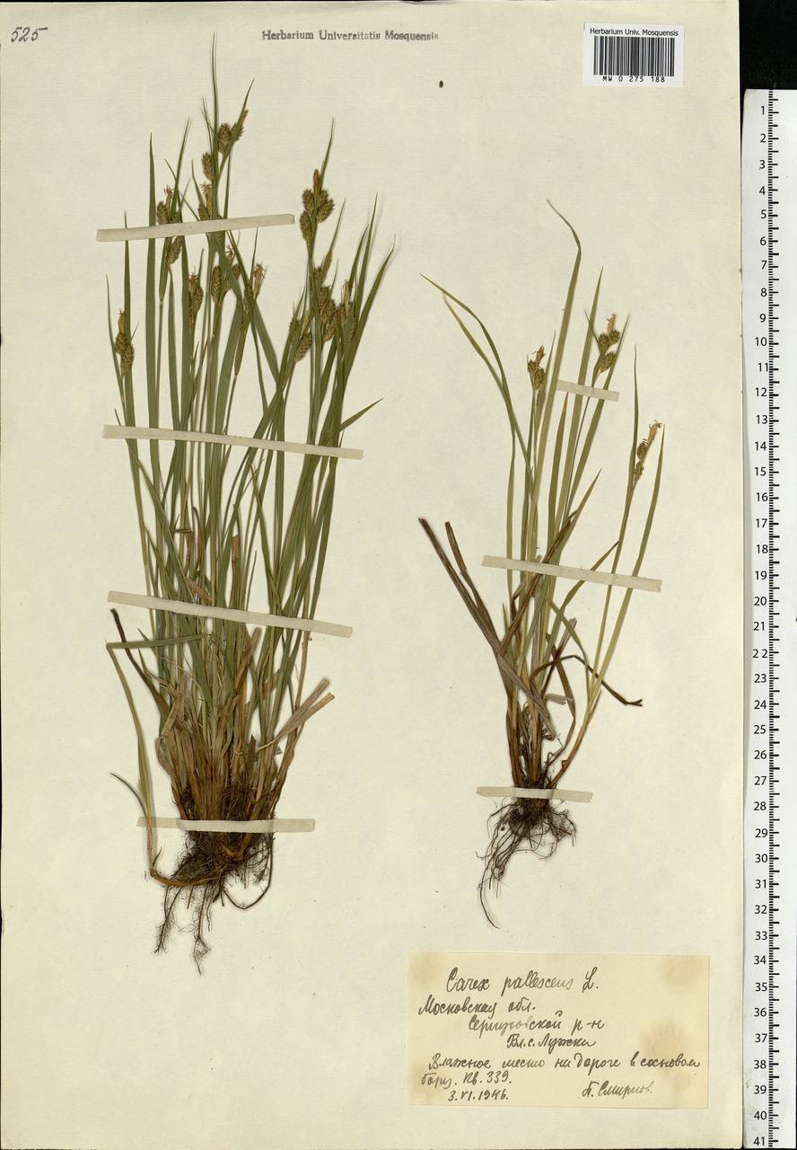 Carex pallescens L., Eastern Europe, Moscow region (E4a) (Russia)