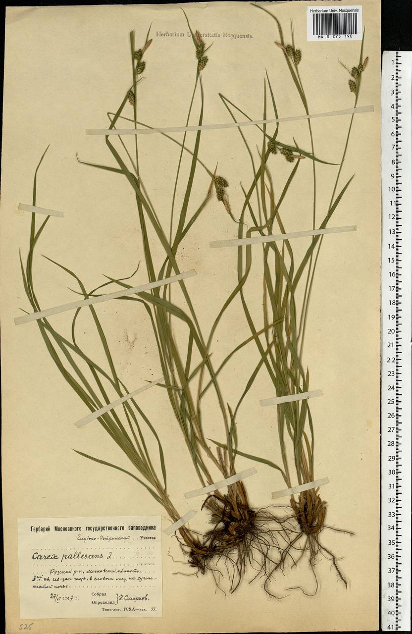 Carex pallescens L., Eastern Europe, Moscow region (E4a) (Russia)