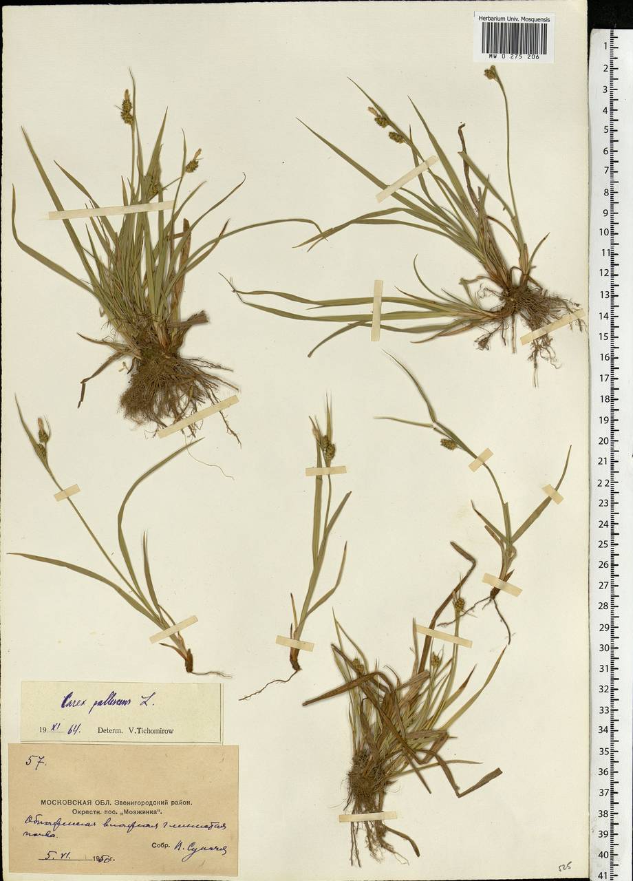 Carex pallescens L., Eastern Europe, Moscow region (E4a) (Russia)