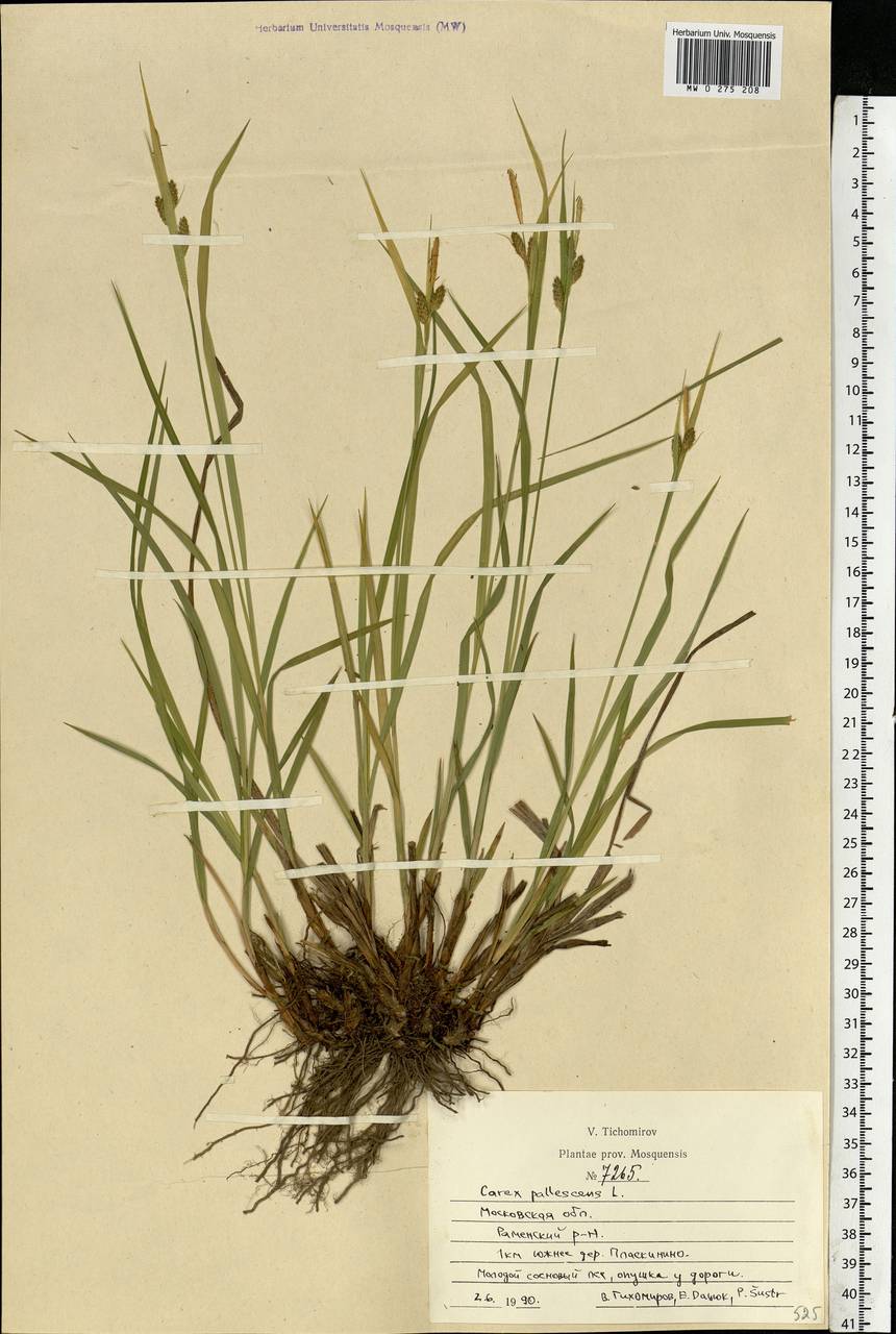 Carex pallescens L., Eastern Europe, Moscow region (E4a) (Russia)