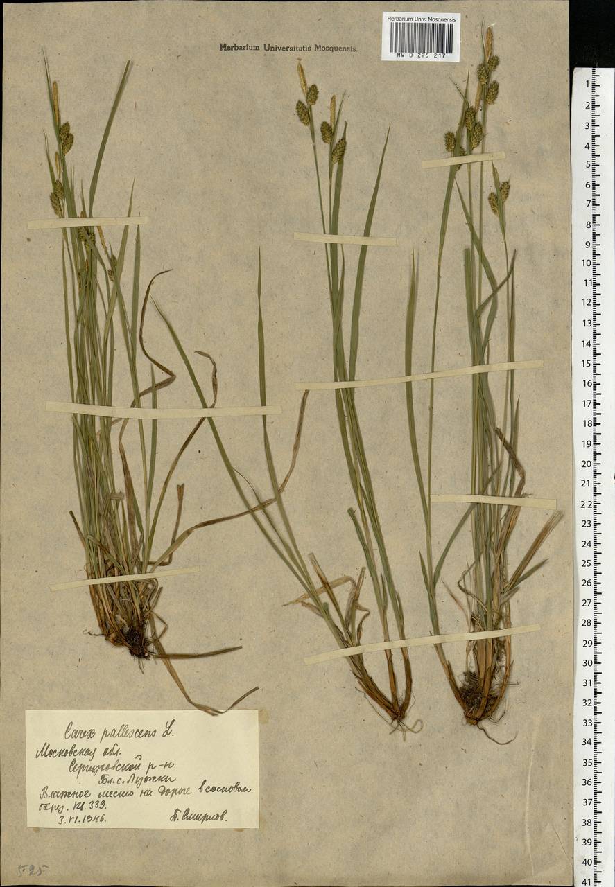 Carex pallescens L., Eastern Europe, Moscow region (E4a) (Russia)