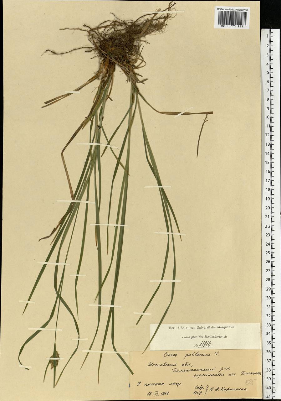 Carex pallescens L., Eastern Europe, Moscow region (E4a) (Russia)