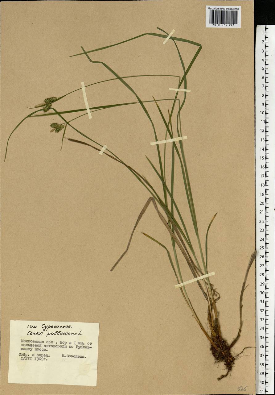 Carex pallescens L., Eastern Europe, Moscow region (E4a) (Russia)