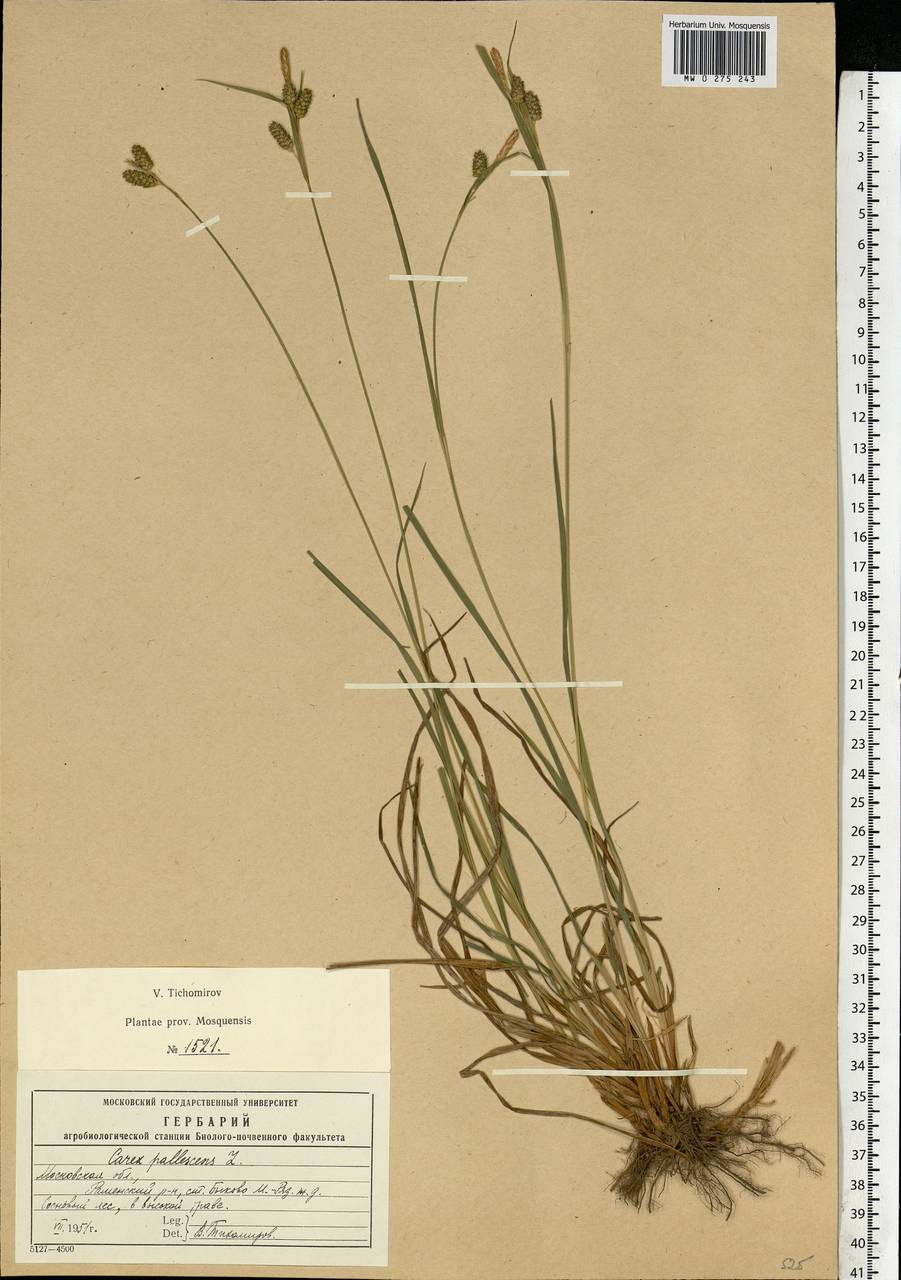 Carex pallescens L., Eastern Europe, Moscow region (E4a) (Russia)