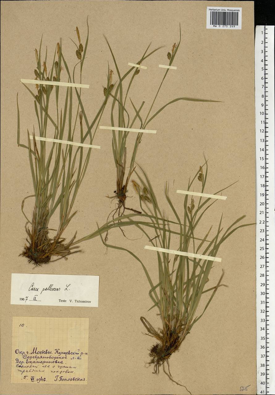 Carex pallescens L., Eastern Europe, Moscow region (E4a) (Russia)