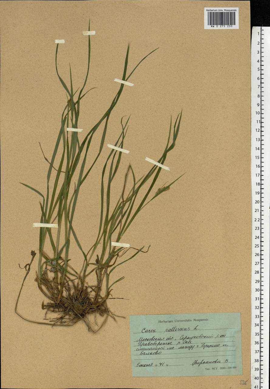 Carex pallescens L., Eastern Europe, Moscow region (E4a) (Russia)