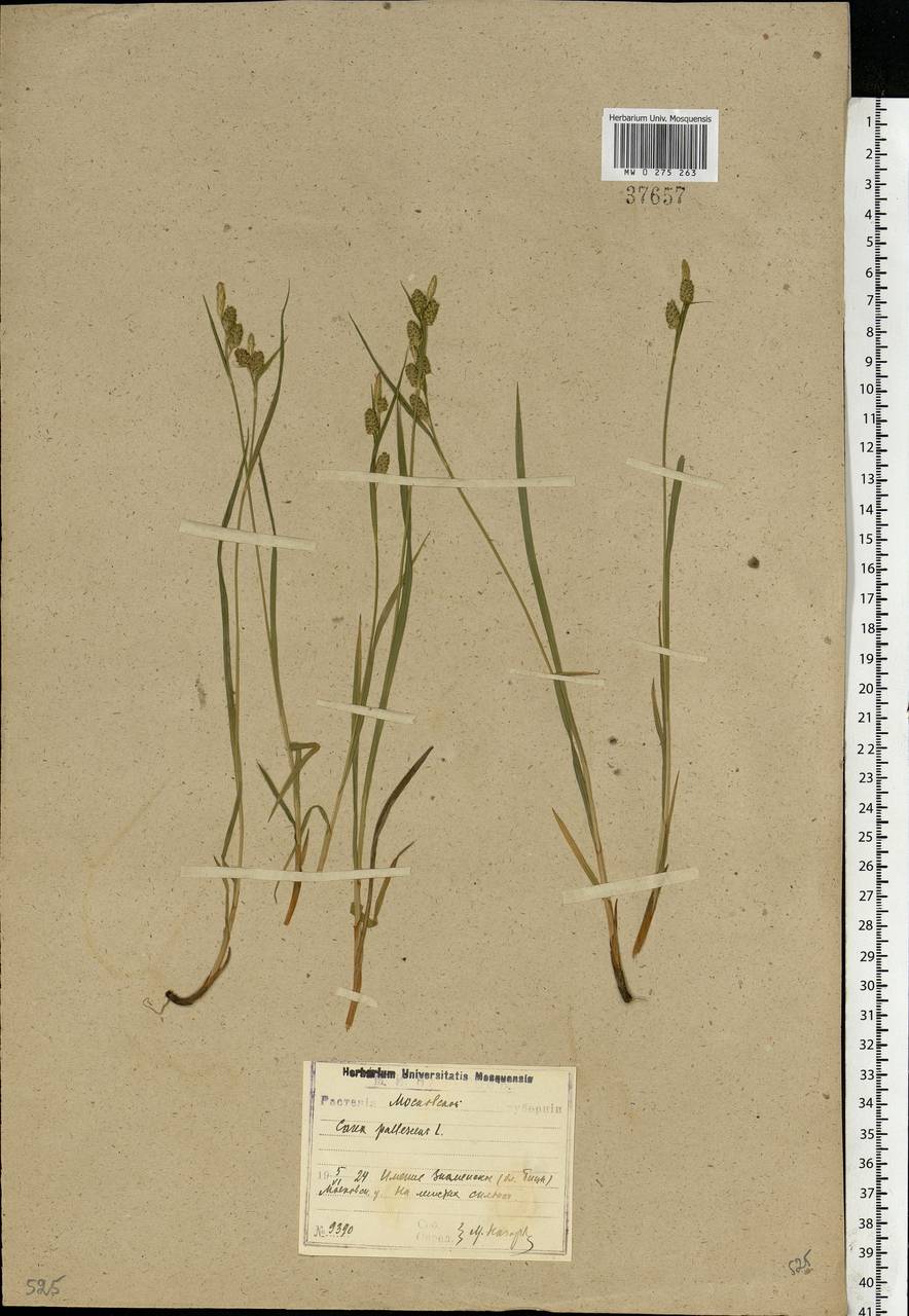 Carex pallescens L., Eastern Europe, Moscow region (E4a) (Russia)