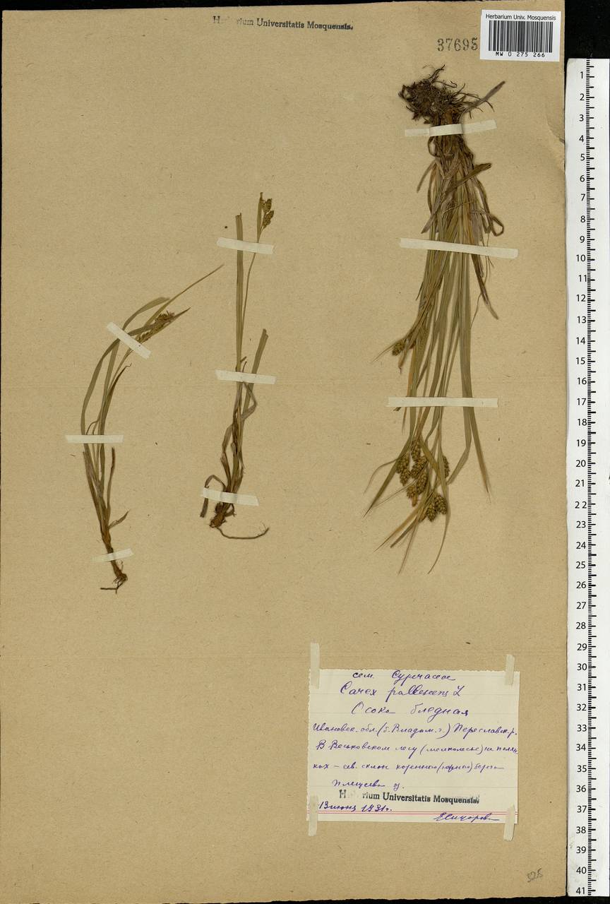 Carex pallescens L., Eastern Europe, Central forest region (E5) (Russia)