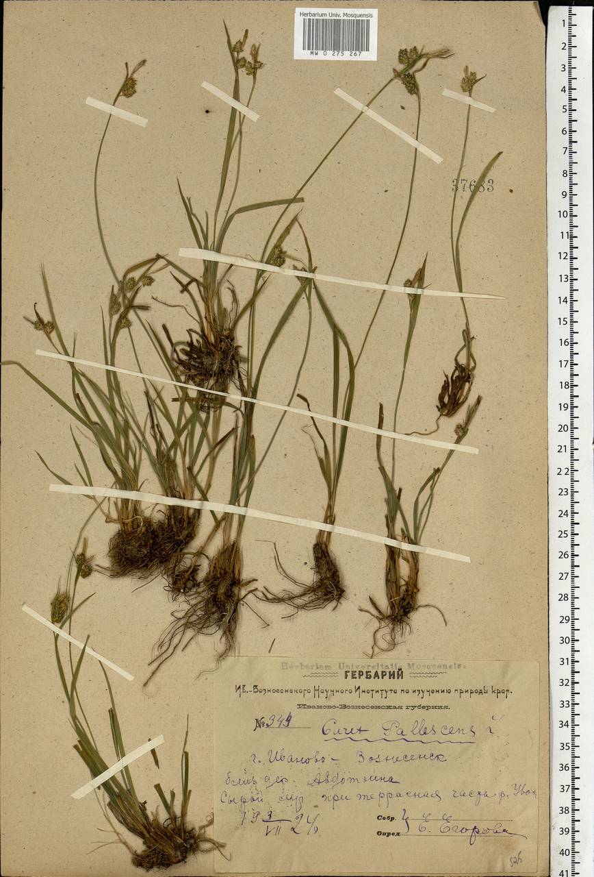Carex pallescens L., Eastern Europe, Central forest region (E5) (Russia)