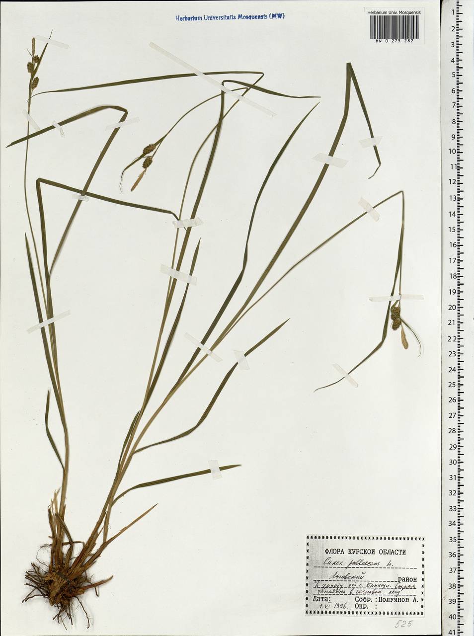 Carex pallescens L., Eastern Europe, Central forest-and-steppe region (E6) (Russia)