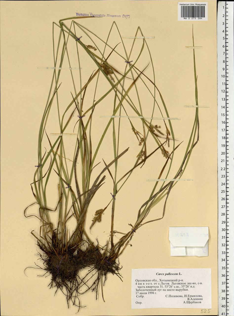 Carex pallescens L., Eastern Europe, Central forest-and-steppe region (E6) (Russia)