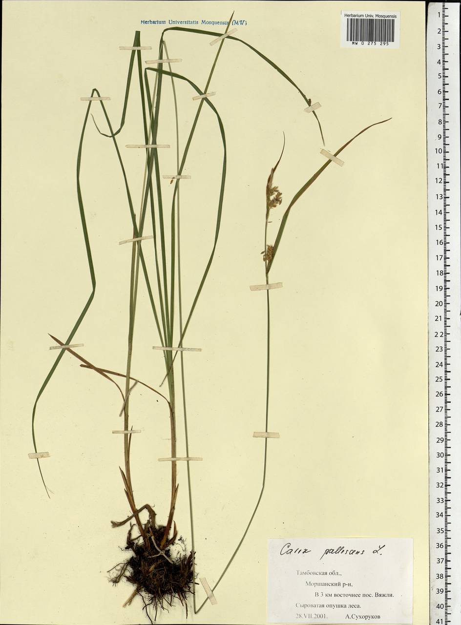 Carex pallescens L., Eastern Europe, Central forest-and-steppe region (E6) (Russia)