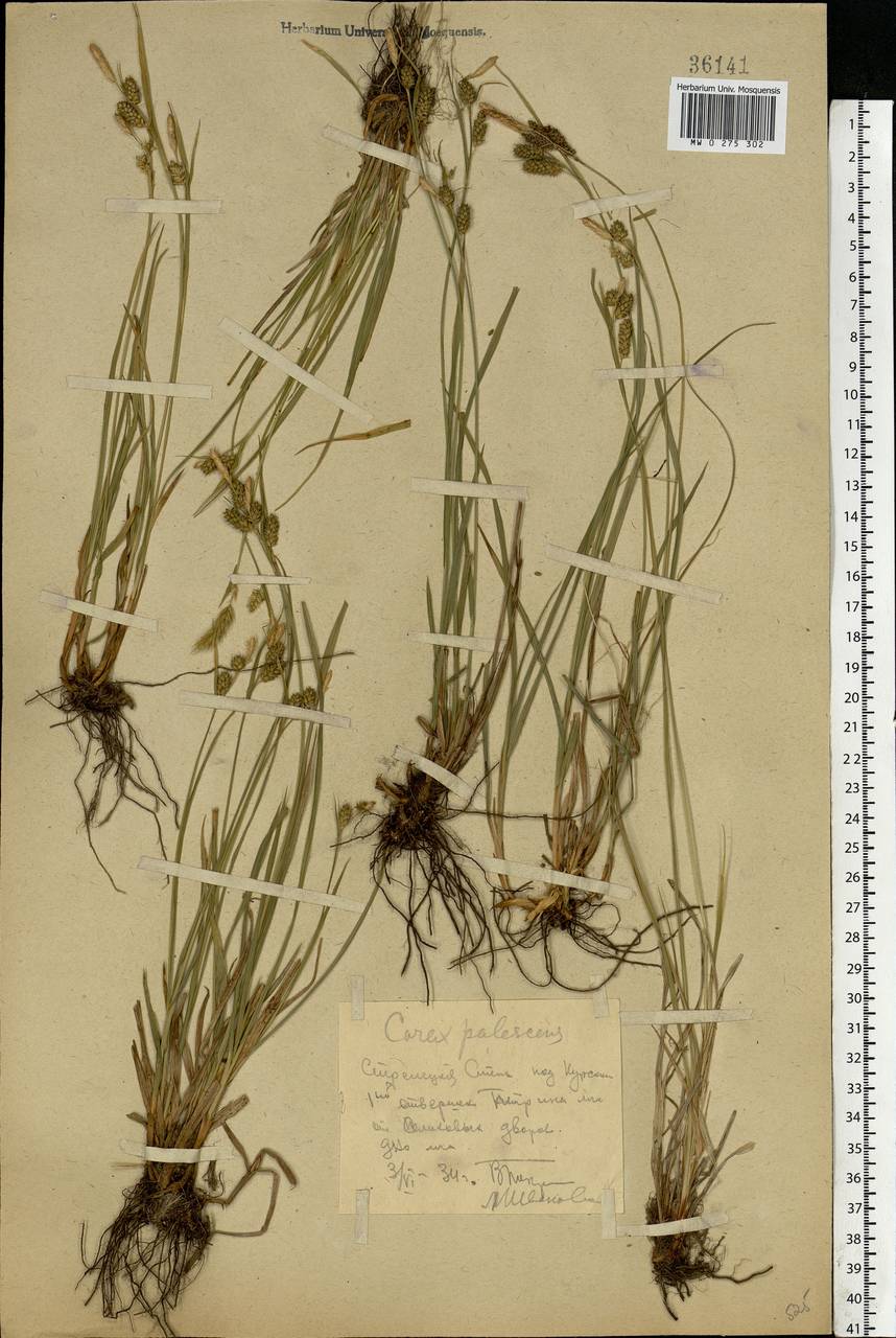 Carex pallescens L., Eastern Europe, Central forest-and-steppe region (E6) (Russia)