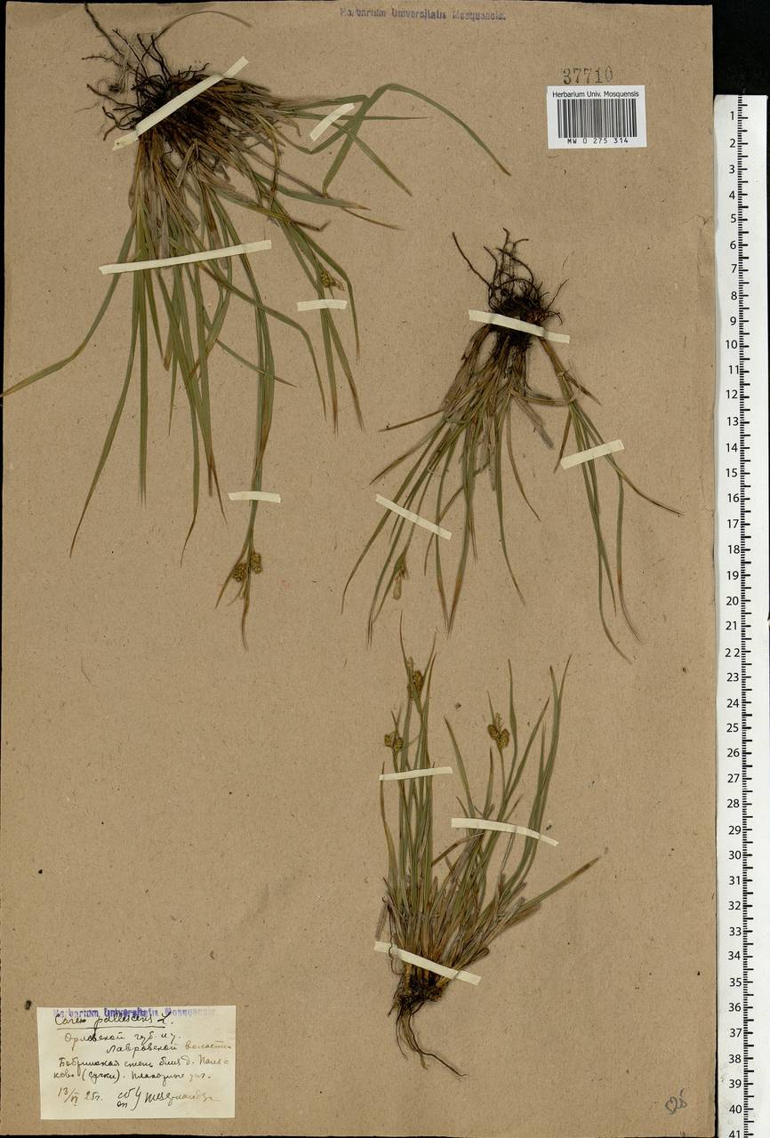Carex pallescens L., Eastern Europe, Central forest-and-steppe region (E6) (Russia)