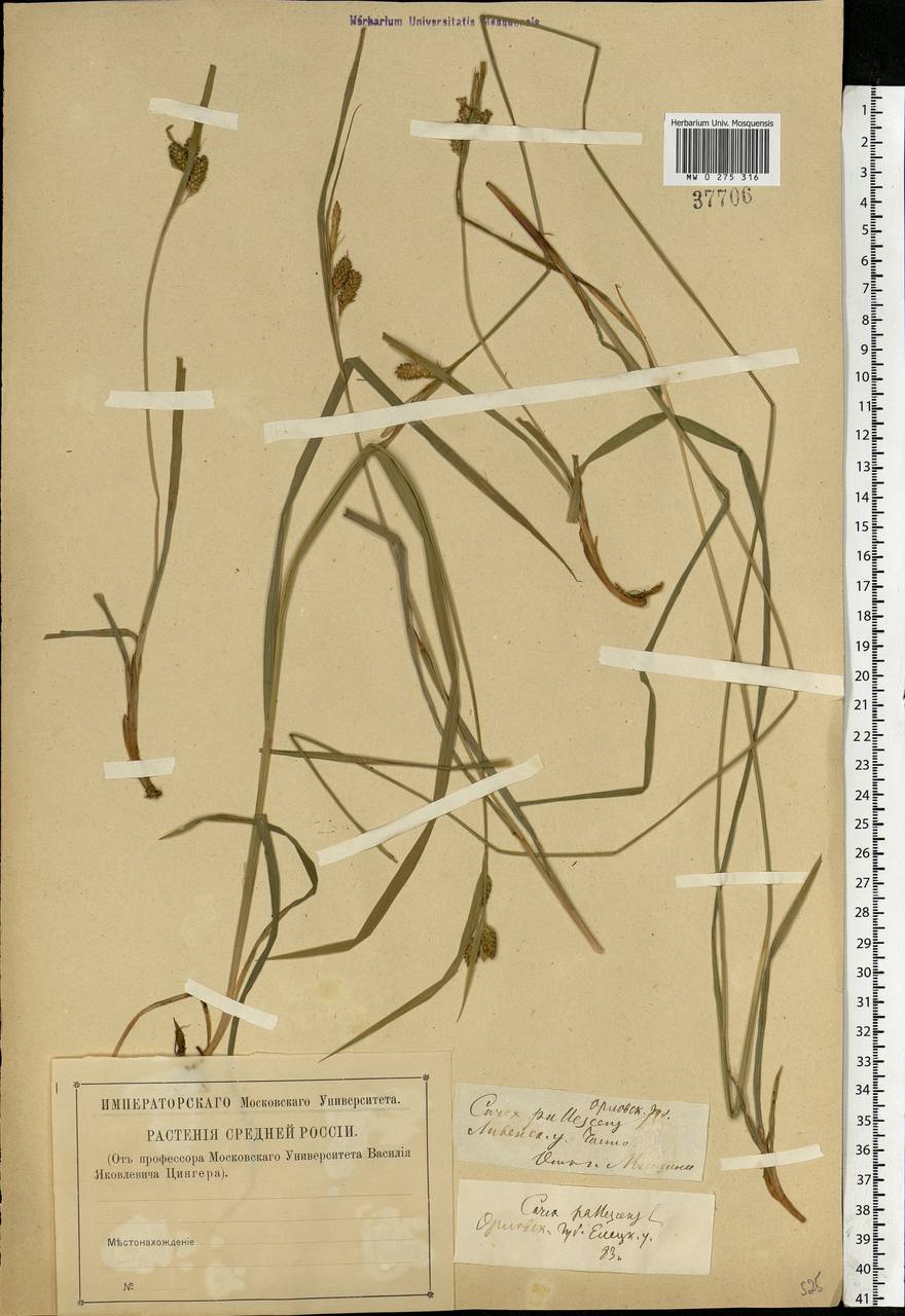 Carex pallescens L., Eastern Europe, Central forest-and-steppe region (E6) (Russia)