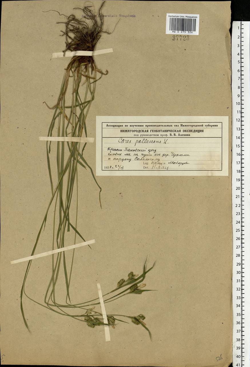 Carex pallescens L., Eastern Europe, Volga-Kama region (E7) (Russia)