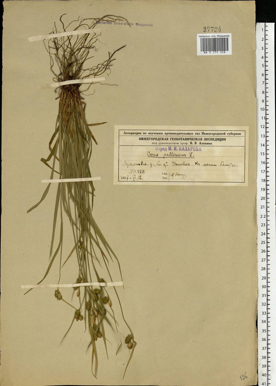 Carex pallescens L., Eastern Europe, Volga-Kama region (E7) (Russia)