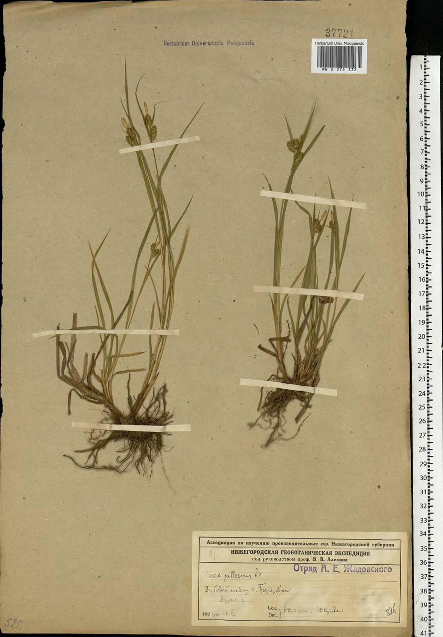 Carex pallescens L., Eastern Europe, Volga-Kama region (E7) (Russia)