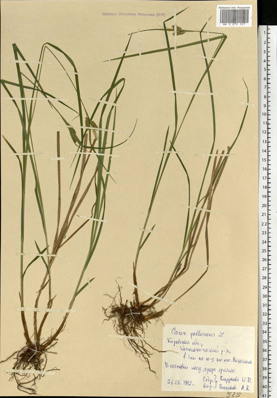 Carex pallescens L., Eastern Europe, Volga-Kama region (E7) (Russia)
