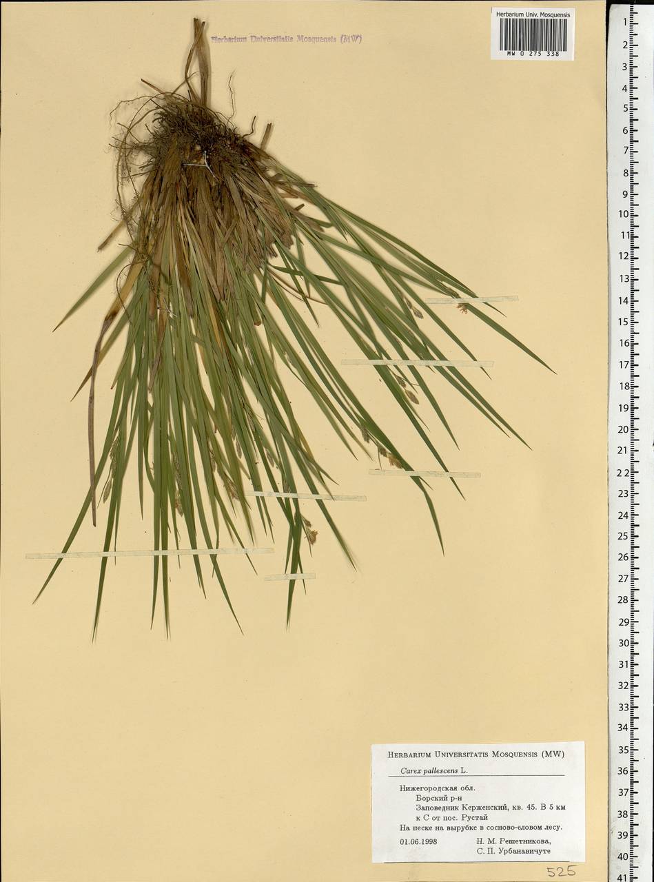 Carex pallescens L., Eastern Europe, Volga-Kama region (E7) (Russia)