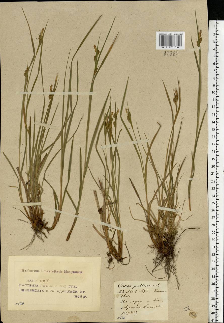 Carex pallescens L., Eastern Europe, Middle Volga region (E8) (Russia)