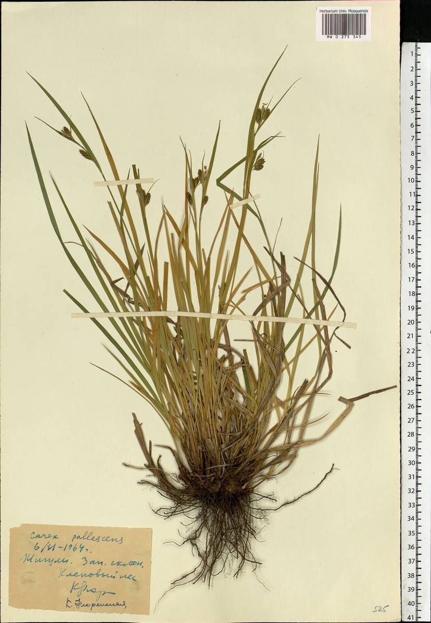 Carex pallescens L., Eastern Europe, Middle Volga region (E8) (Russia)