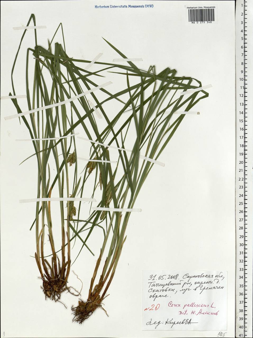 Carex pallescens L., Eastern Europe, Lower Volga region (E9) (Russia)