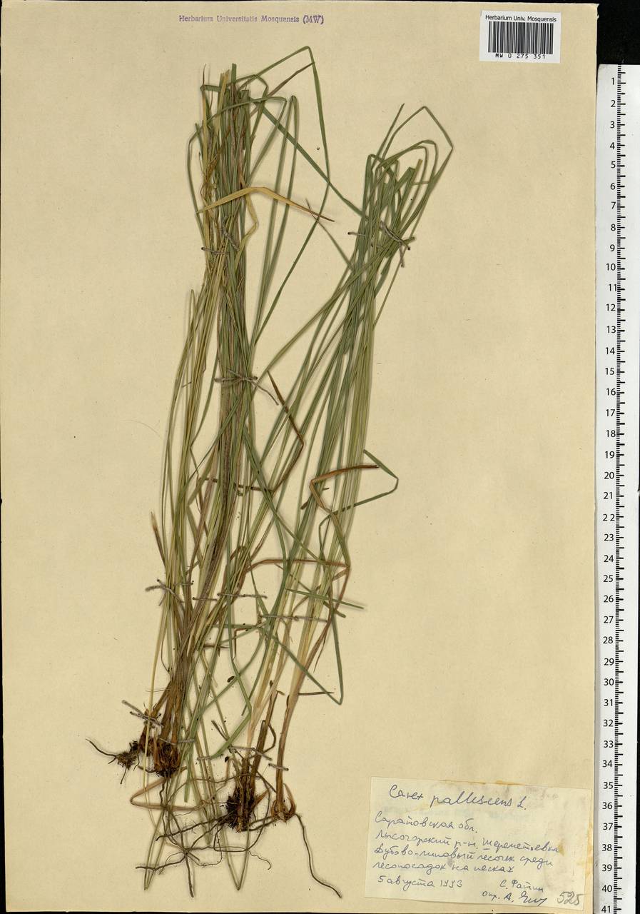 Carex pallescens L., Eastern Europe, Lower Volga region (E9) (Russia)