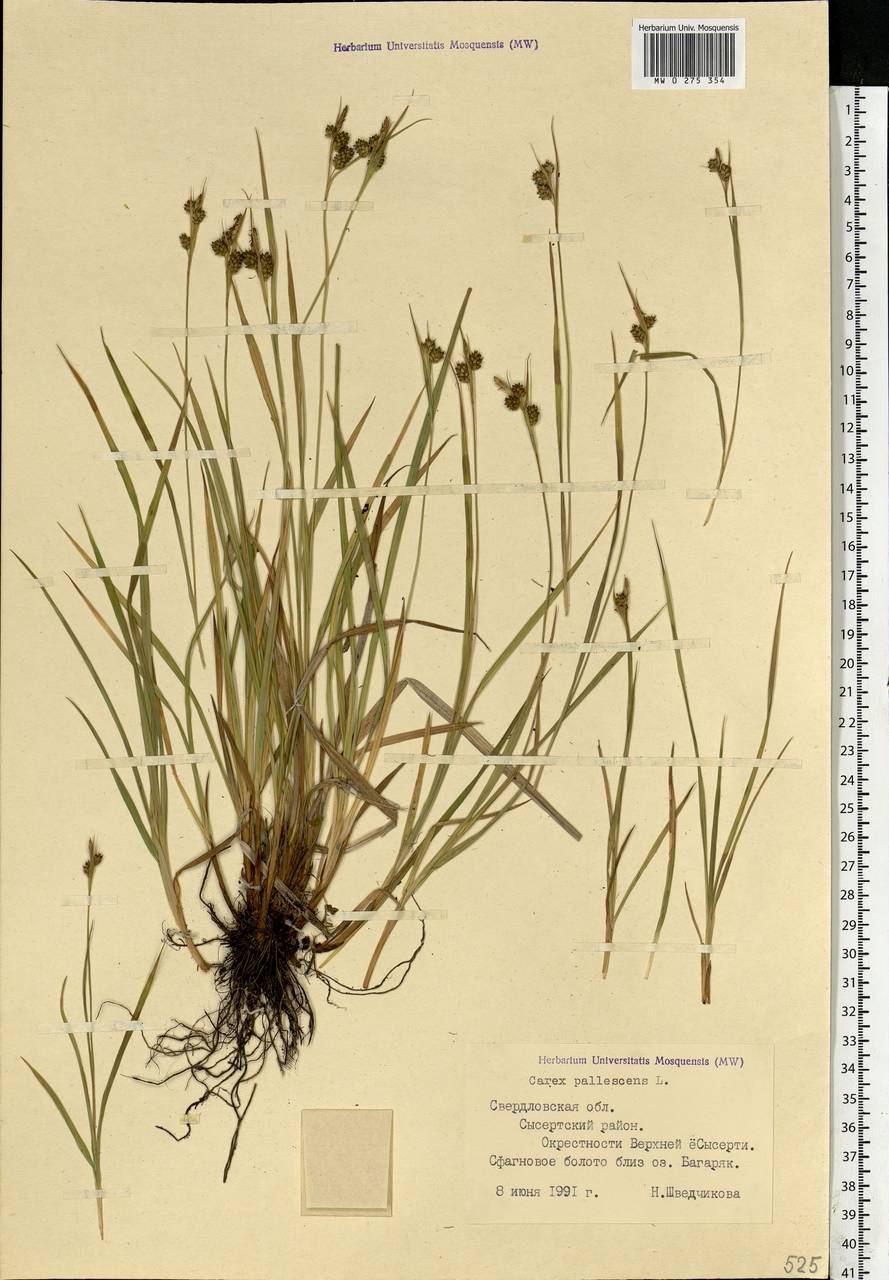 Carex pallescens L., Eastern Europe, Eastern region (E10) (Russia)