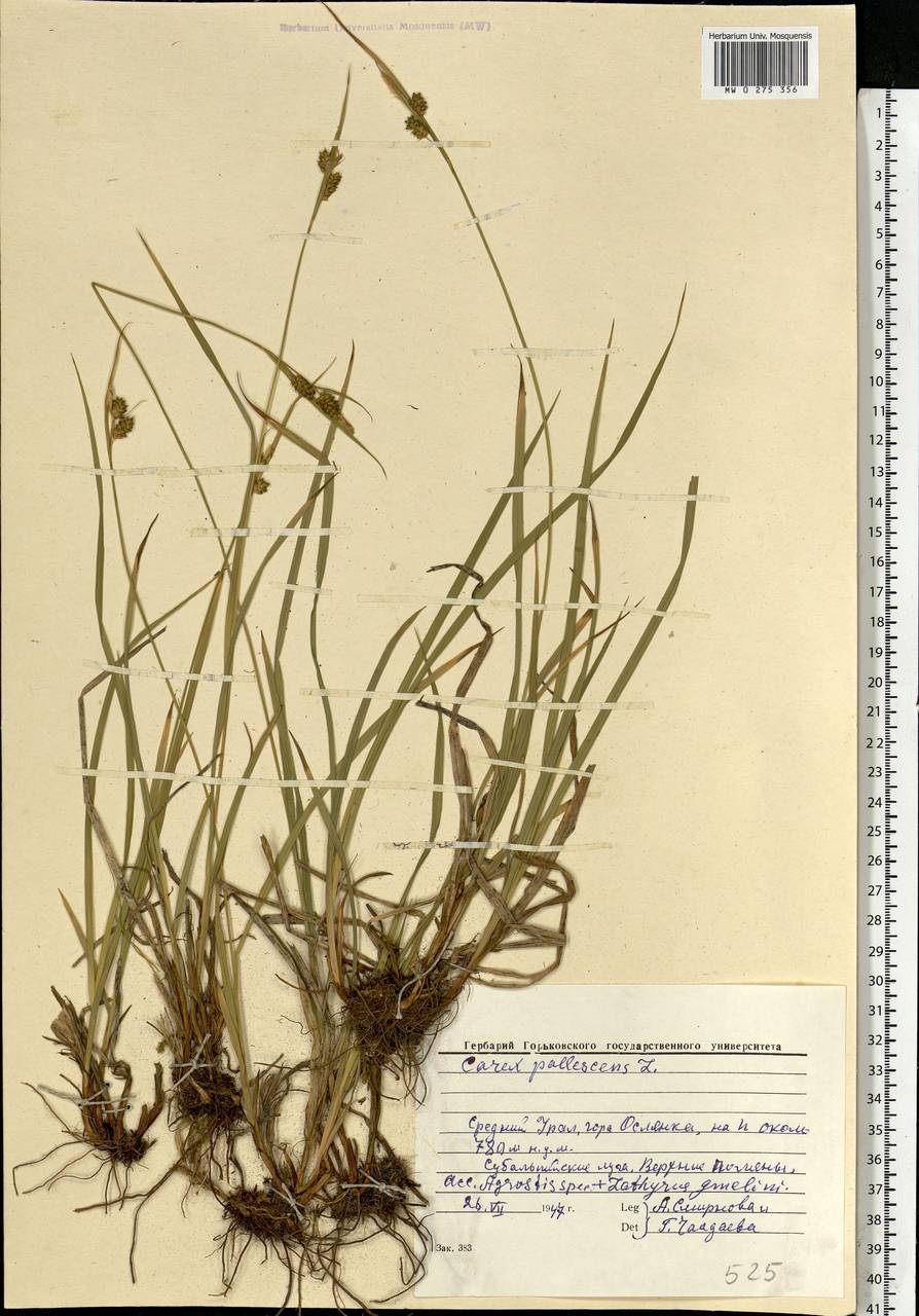 Carex pallescens L., Eastern Europe, Eastern region (E10) (Russia)