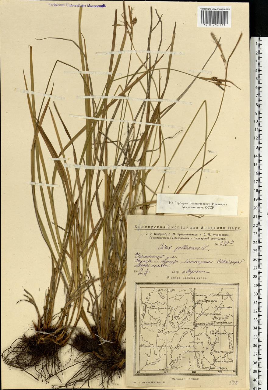 Carex pallescens L., Eastern Europe, Eastern region (E10) (Russia)