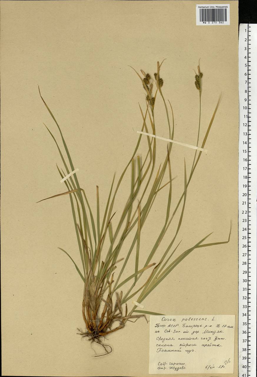 Carex pallescens L., Eastern Europe, Eastern region (E10) (Russia)