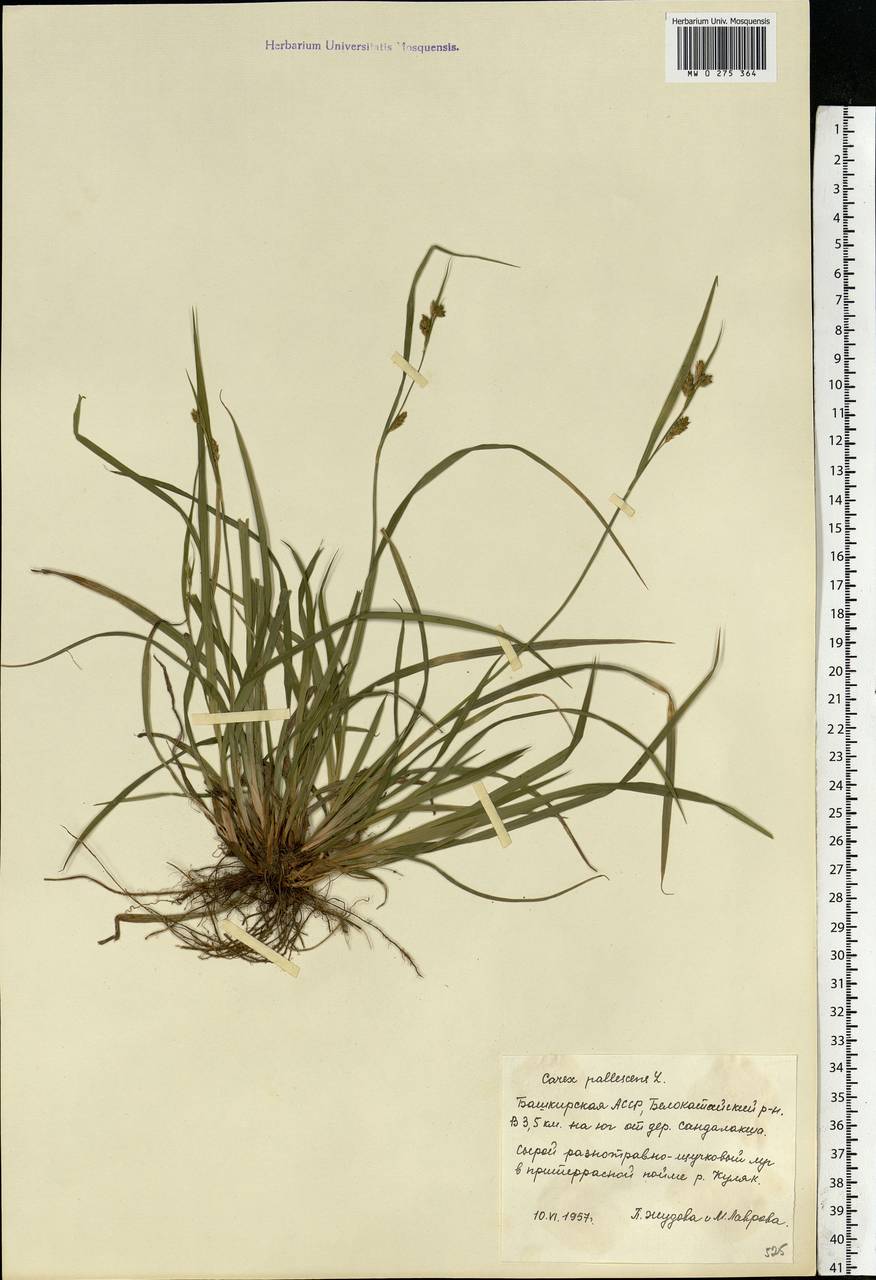 Carex pallescens L., Eastern Europe, Eastern region (E10) (Russia)