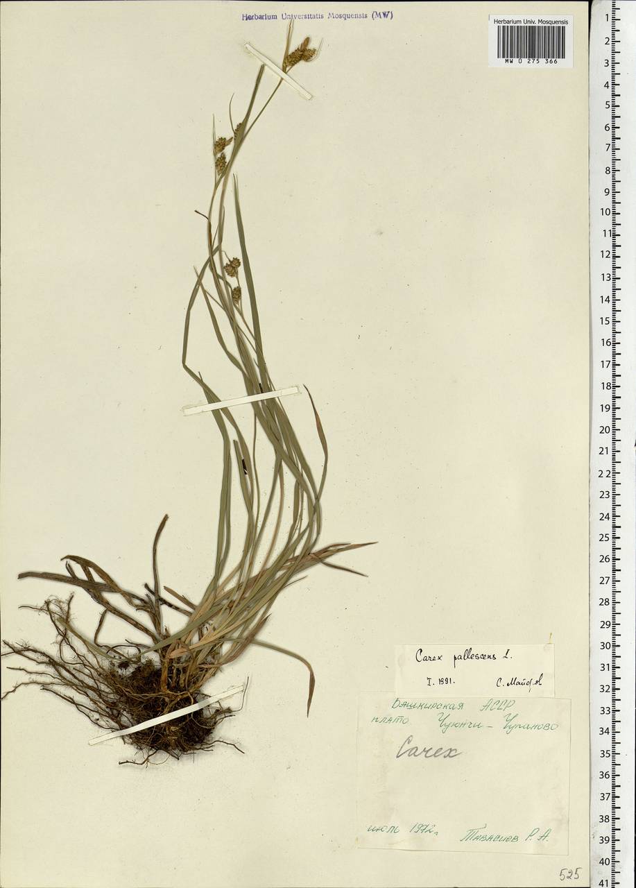 Carex pallescens L., Eastern Europe, Eastern region (E10) (Russia)