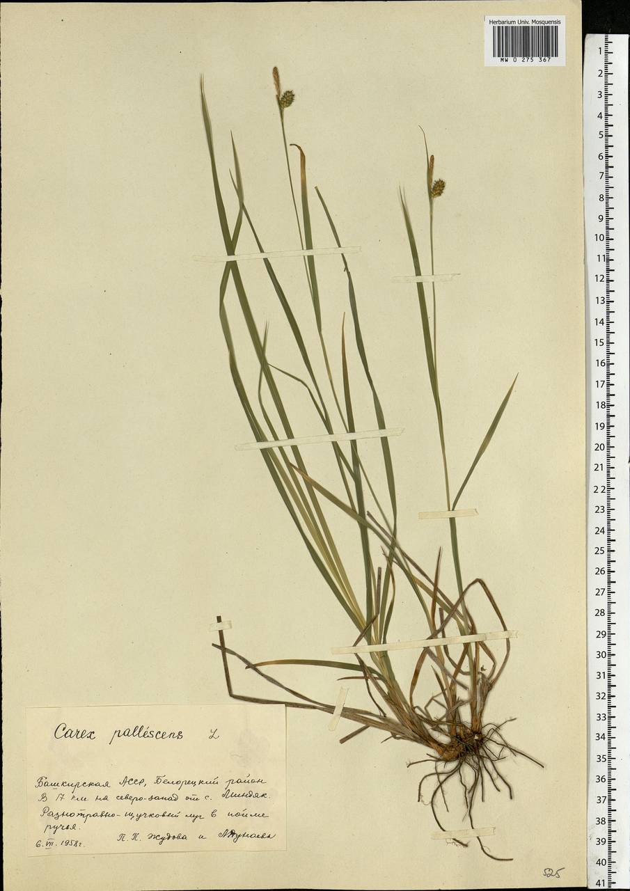 Carex pallescens L., Eastern Europe, Eastern region (E10) (Russia)