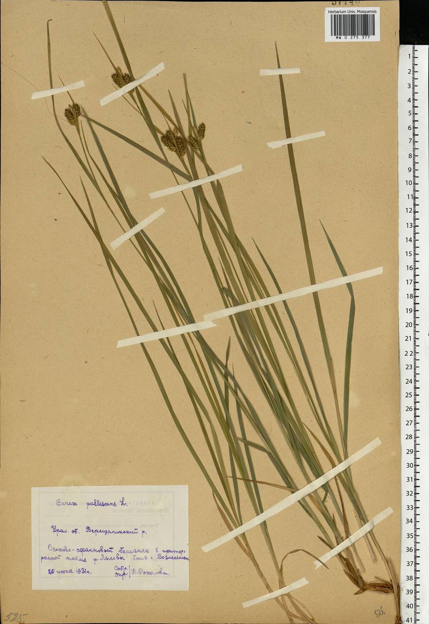 Carex pallescens L., Eastern Europe, Eastern region (E10) (Russia)