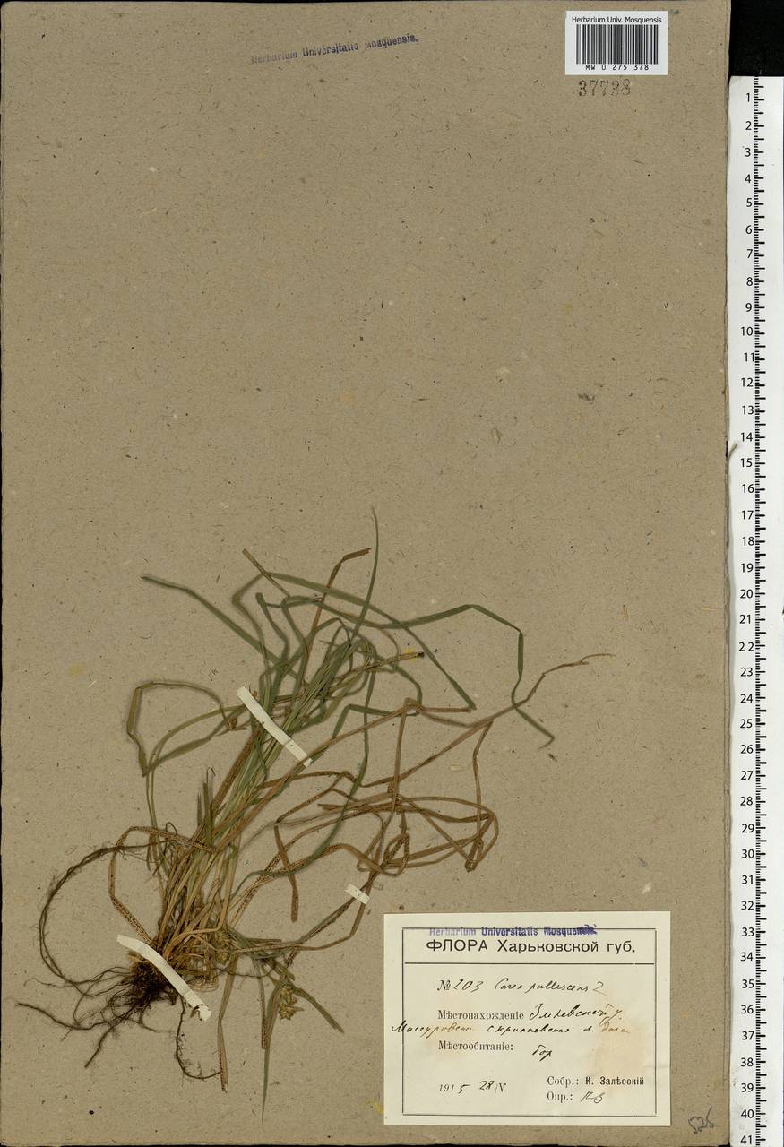 Carex pallescens L., Eastern Europe, North Ukrainian region (E11) (Ukraine)
