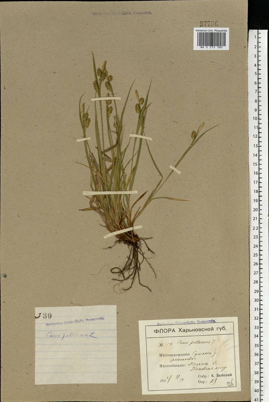 Carex pallescens L., Eastern Europe, North Ukrainian region (E11) (Ukraine)